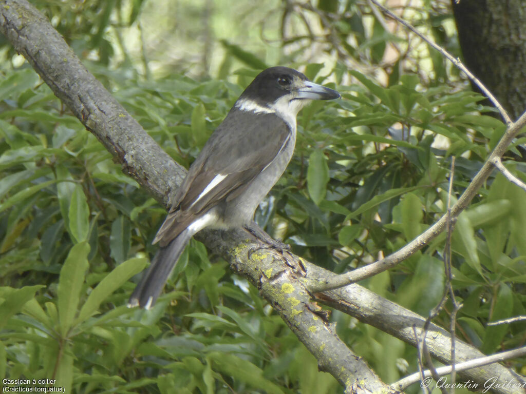 Cassican à collier, identification