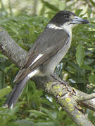 Grey Butcherbird