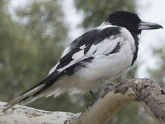 Pied Butcherbird