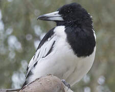 Pied Butcherbird