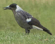 Australian Magpie