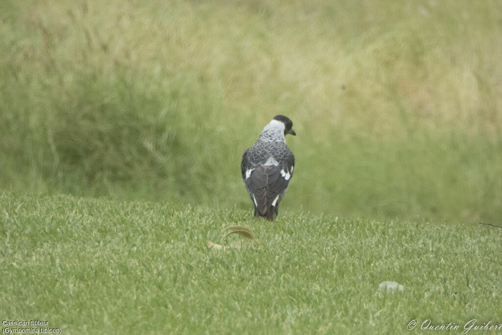 Australian Magpie