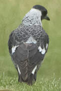 Australian Magpie