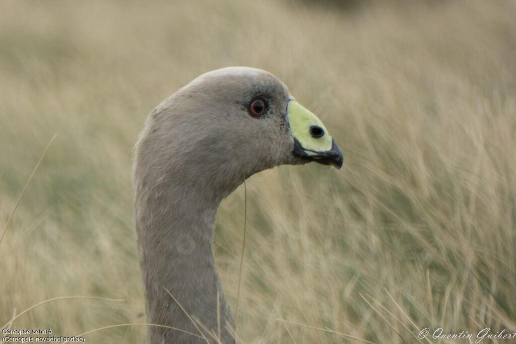 Cape Barren Gooseadult, identification, close-up portrait