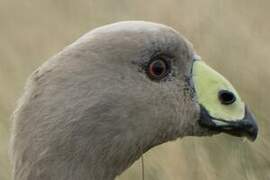 Cape Barren Goose