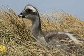 Cape Barren Goose