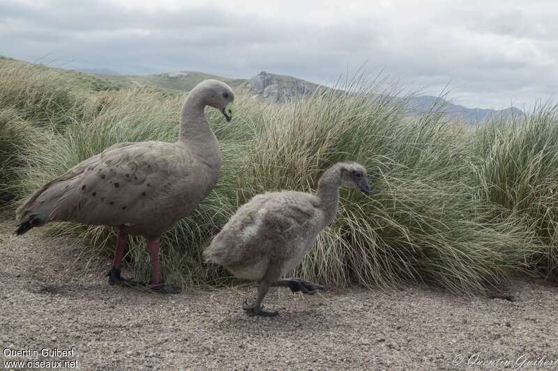 Cape Barren Goose, walking, Reproduction-nesting