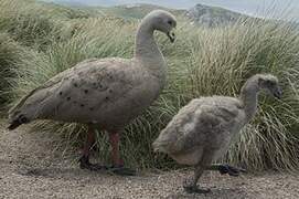 Cape Barren Goose