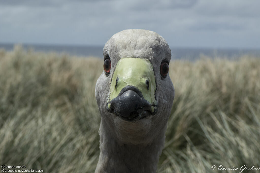 Céréopse cendréadulte, portrait