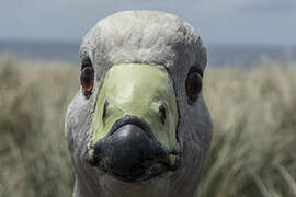 Cape Barren Goose