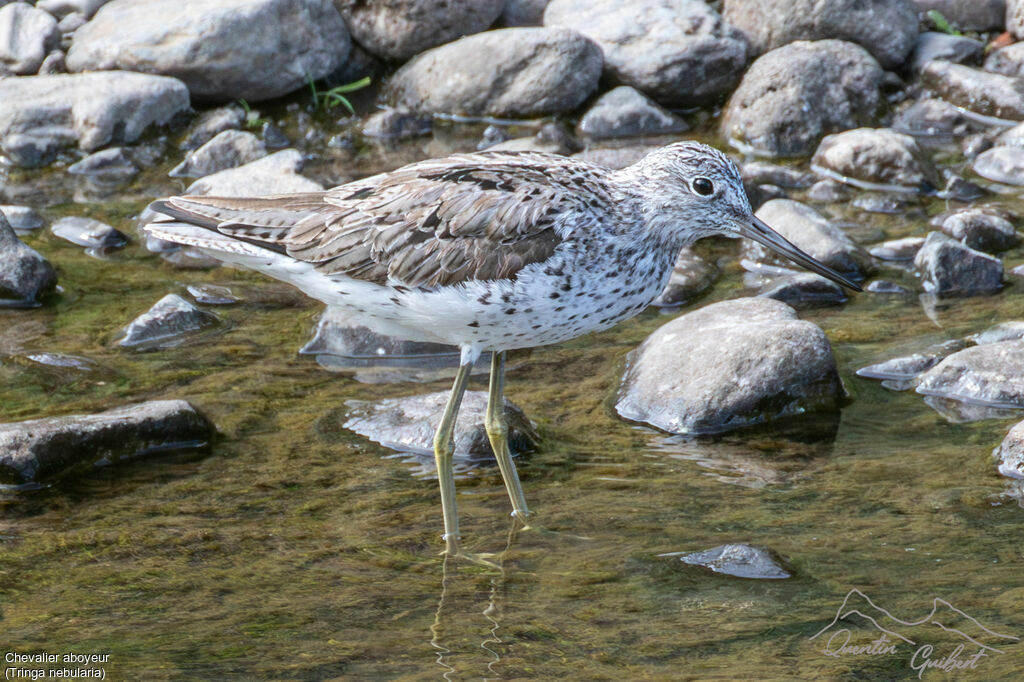 Common Greenshankadult breeding