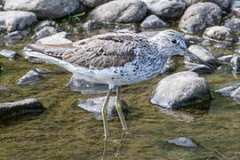 Common Greenshank