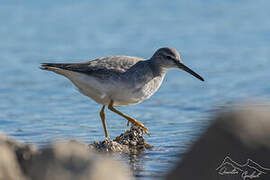 Grey-tailed Tattler