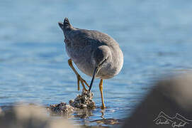 Grey-tailed Tattler