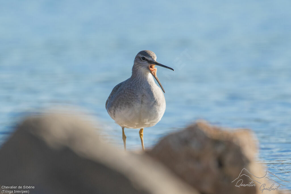 Grey-tailed Tattler