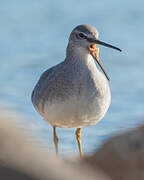 Grey-tailed Tattler