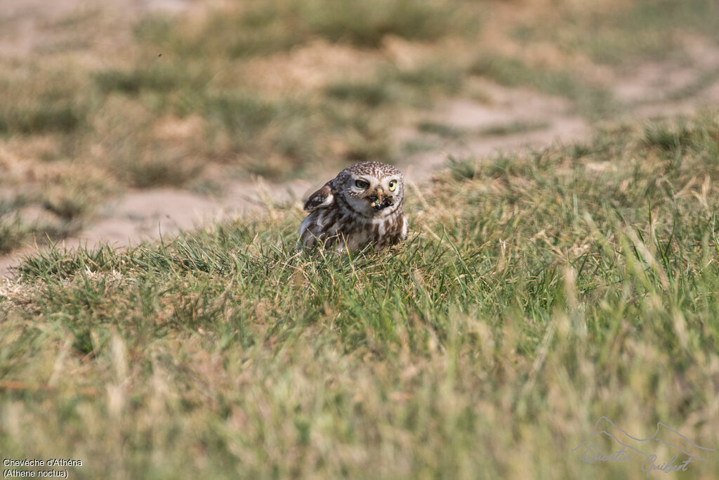 Little Owladult, close-up portrait, eats