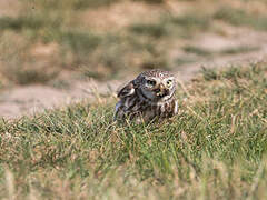 Little Owl