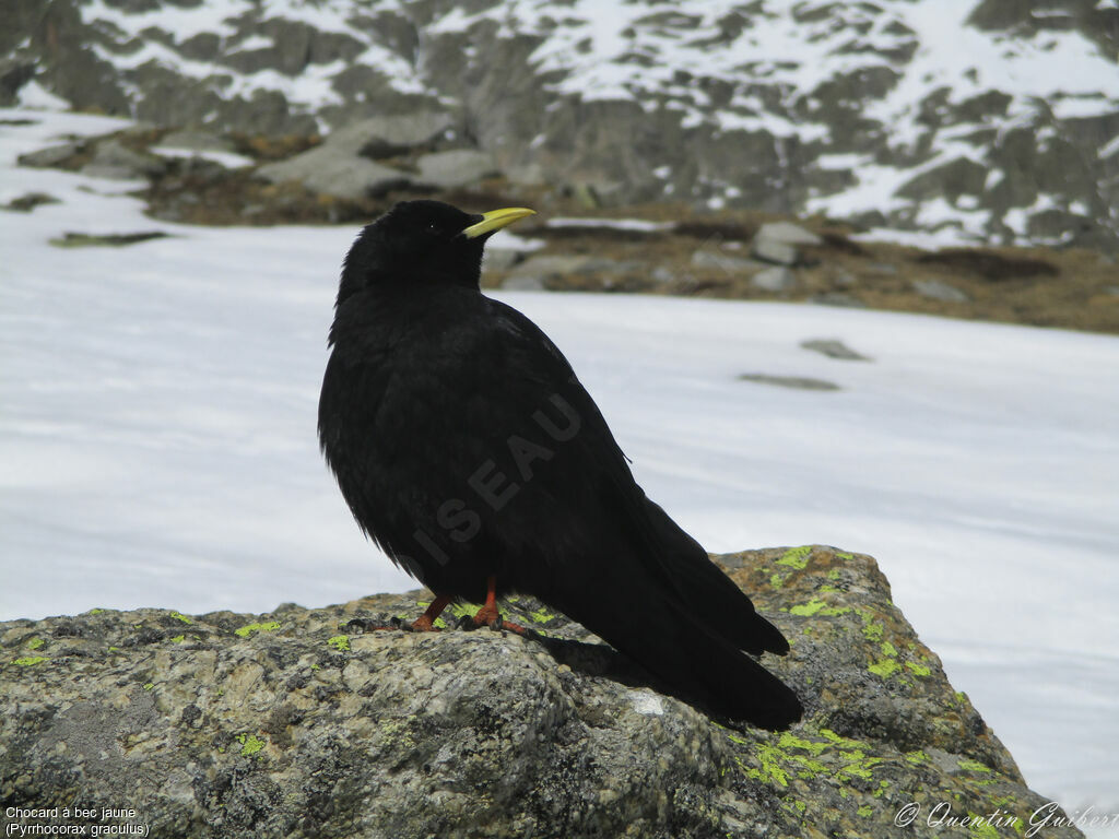 Alpine Chough, identification