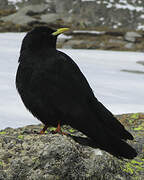 Alpine Chough