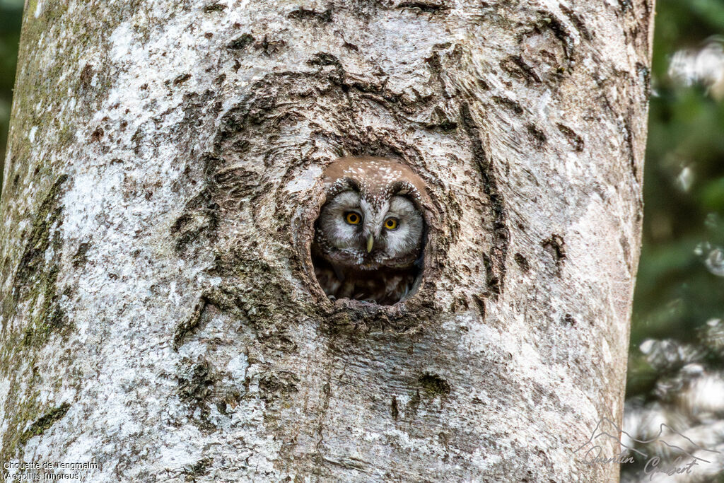 Boreal Owl