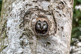 Boreal Owl