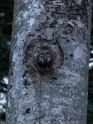 Boreal Owl