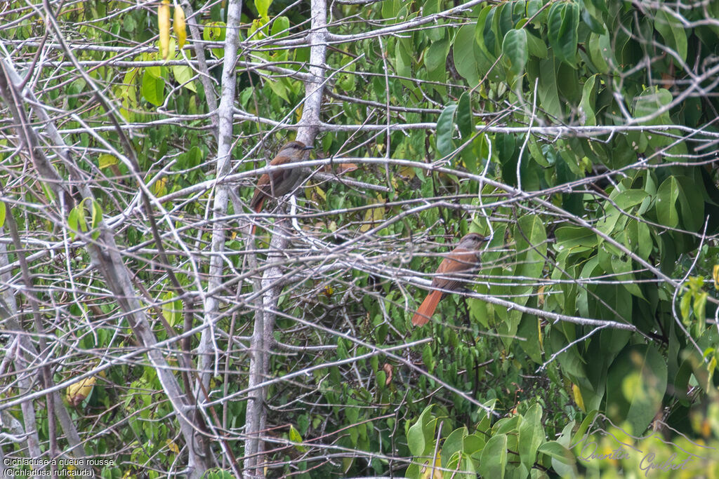 Rufous-tailed Palm Thrushadult, identification