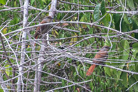 Rufous-tailed Palm Thrush