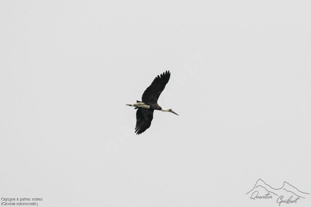 Cigogne à pattes noires