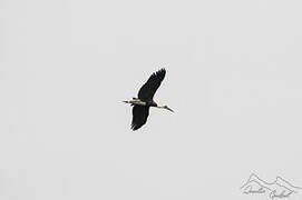 African Woolly-necked Stork