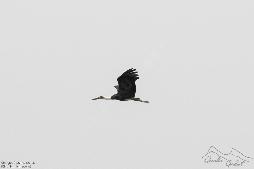 African Woolly-necked Stork