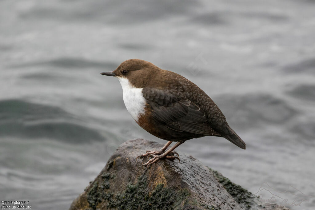 White-throated Dipper