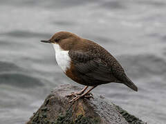 White-throated Dipper