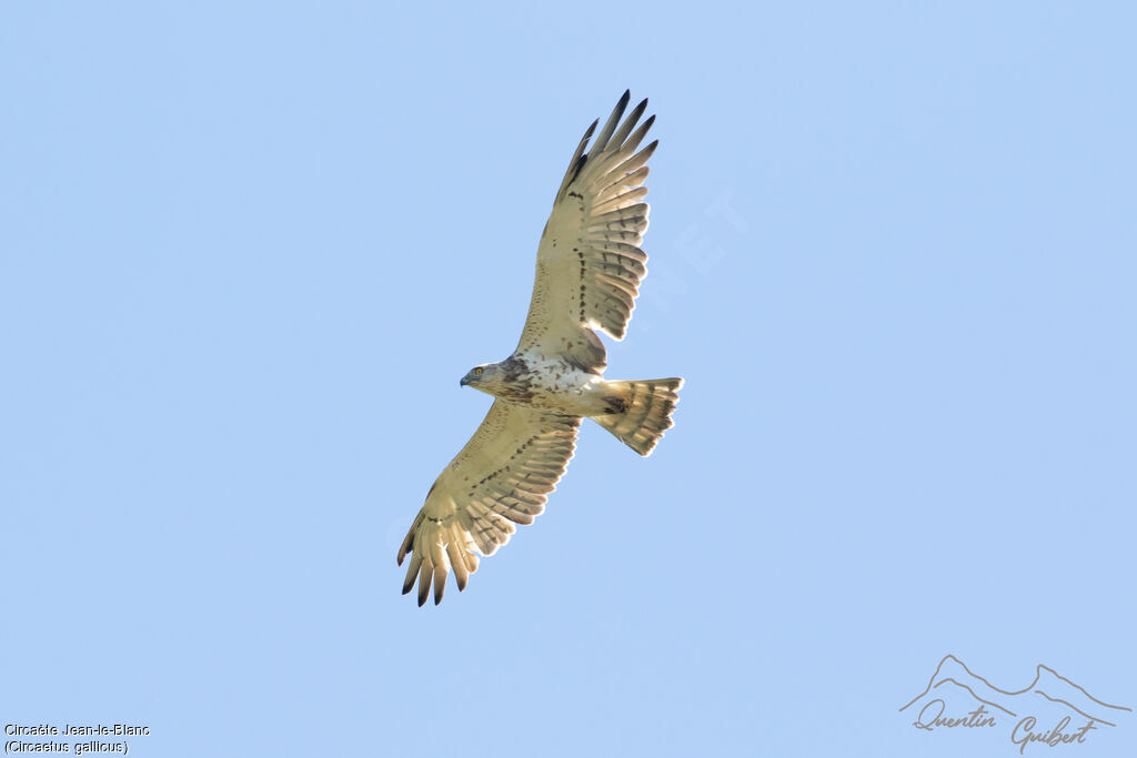 Short-toed Snake Eagle, identification, Flight