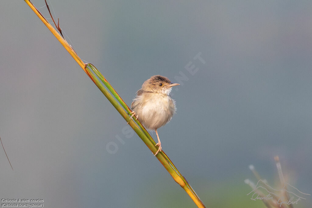 Short-winged Cisticola