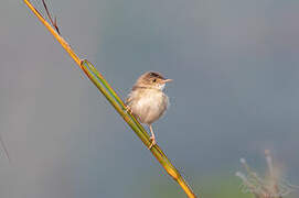 Short-winged Cisticola