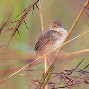 Short-winged Cisticola