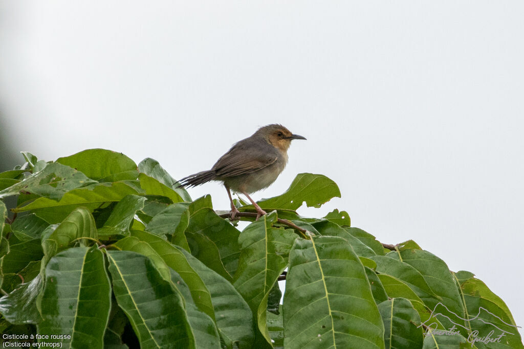 Red-faced Cisticola