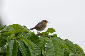 Red-faced Cisticola