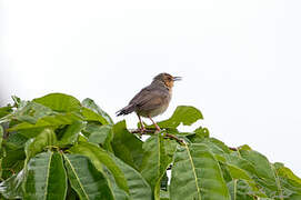 Red-faced Cisticola