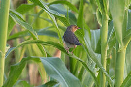 Red-faced Cisticola