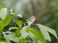 Red-faced Cisticola