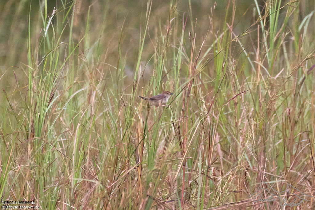 Chattering Cisticola