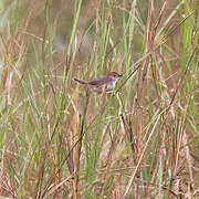 Chattering Cisticola