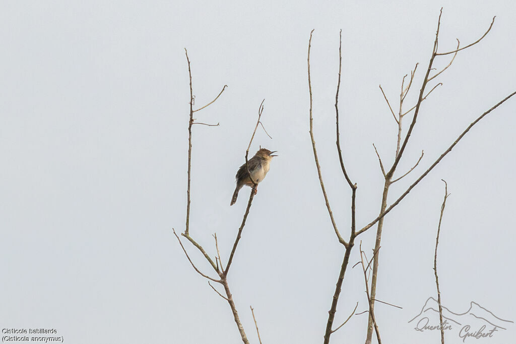 Chattering Cisticolaadult, identification, song