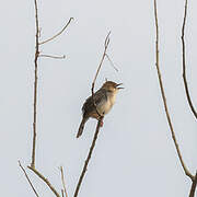 Chattering Cisticola