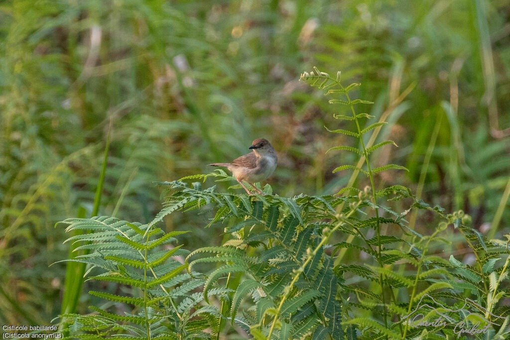 Chattering Cisticola