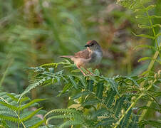 Chattering Cisticola