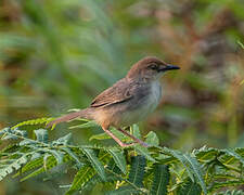 Chattering Cisticola